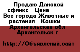  Продаю Данской сфинкс › Цена ­ 2 000 - Все города Животные и растения » Кошки   . Архангельская обл.,Архангельск г.